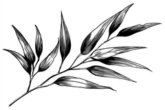Huile Essentielle d'Eucalyptus Citronné 
